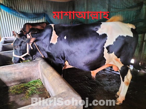 কুরবানির ষাড় গরু